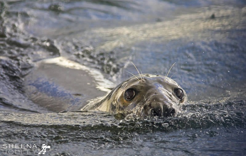 Making Waves.jpg - I had been out on a fishing boat all day trying to get shots of sea birds. We were motoring for home when this Grey Seal appeared and started to follow us. The inquisitive nature of the grey seal is perfectly shown by this brave character as you can see from his eye contact and the speed at which he is moving through the water.